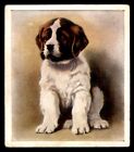 Godfrey Phillips ‘’Our Puppies” 1936 - The St. Bernard No. 2