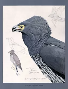 African Harrier Hawk - 1926 - Bird Illustration Poster - Picture 1 of 1