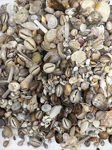 SCHÖNE Hawaii Muscheln aus (BIG ISLAND) Kona-Hawaii ~ ausgewählt in den 70’er Jahren ~ 5 Pfund - Bild 1 von 24