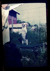 Farm Hunting Beagle Dog Trick Vintage 6x9 Color Film Negative Photograph USA - Picture 1 of 3