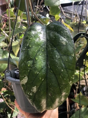 HOYA ELEFANTE AH 027 (PLANTA ENRAIZADA) Foto 1 de 4