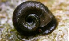 100+ Ramshorn Snails-Good Algae Eaters-Puffer Food- Assorted Color