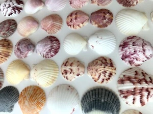 40 conchiglie Atlantic Calico Scallop 1-1,5" artigianato spiaggia arte conchiglie matrimonio US #V - Foto 1 di 12