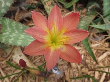 Rain Lily, Zephyranthes Capricorn, 1 bulb, Rare, habranthus