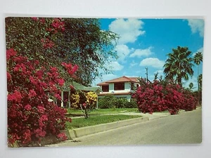 Postcard Homes Bougainvillea Blooms Shrubs Trees South Texas H302 - Picture 1 of 2