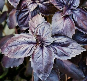 200+ Organic Dark Purple Opal Basil Seeds, Ocimum Basilicum, NON-GMO - Picture 1 of 2