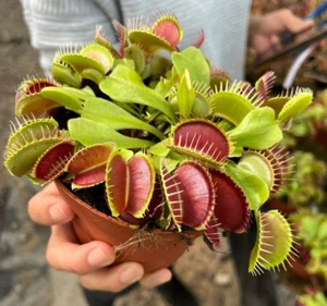 Venus Fly Trap seeds, Grow Carnivorous Plants, with growning instructions - Bild 1 von 8