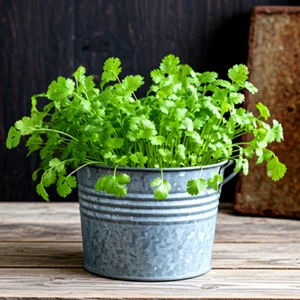 800+ CILANTRO / CORIANDER SEEDS 🌿 | HEIRLOOM • NON-GMO • CUT & COOK • FREE SHIP - Picture 1 of 6
