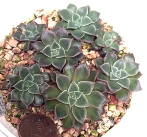 Succulent Plant--Tacitus bellus---ONE SEEDLING FROM POT! - Picture 1 of 1