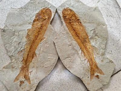 A pair of exquisite wolf finned fish fossils from the Late Jurassic, bone tongu - Image 1 of 4