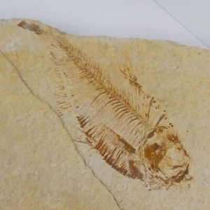Diplomystus Fossil Fish - Green River Fm. - Split Fish Layer - WY - Eocene - Picture 1 of 8