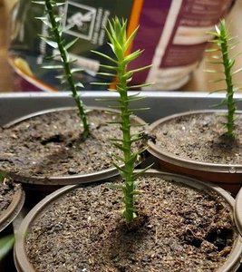 Monkey Puzzle Tree Seedlings Araucaria Araucana - Picture 1 of 2