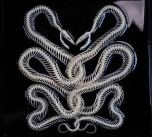 SERPENT LOVE, Real Snake Skeleton, Snake taxidermy, Caduceus snake in shadow box - Picture 1 of 12