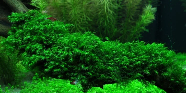 Phoenix Moos (Fissidens fontanus) 80ml, Wasserpflanzen für Aquarium - Bild 1 von 1