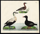Rare Antique Bird Print-GARGANEY-COMMON EIDER-VELVET SCOTER-DUCK-Strack-1819