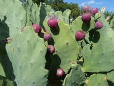 New listing
'Old Mexico' Spineless Edible prickly pear Cactus Opuntia Two good size pads