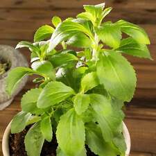 Stevia Sweet Herb Plant Seeds - Non-Gmo, Heirloom Herbal Garden Seeds