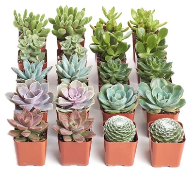 Assorted Succulent Plant Pack Bulk Collection - Live Mini Succulent Plants, L... - Image 1 of 4