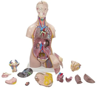 Asamblea Anatómica Francis Torso Modelo Órganos Humanos Educación Anatomía 34 pulgadas Foto 1 de 4