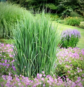 Standfeste Rutenhirse im 1-Liter Topf Panicum virgatum 'Northwind' - Bild 1 von 3