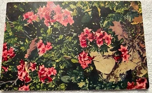 Postcard Rhododendron Full Bloom Vintage Purple Rhododendrons RPPC Unposted Old - Picture 1 of 2