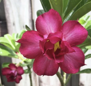 Adenium Obesum ‘Double Red’ - Desert Rose Mix Seeds - Picture 1 of 1