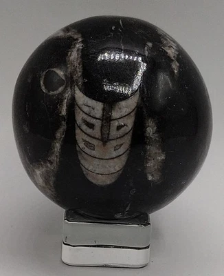 Natural Black Orthoceras Fossil Sphere 62.7mm • 350g Polished Stone Fossil Ball - Image 1 of 4