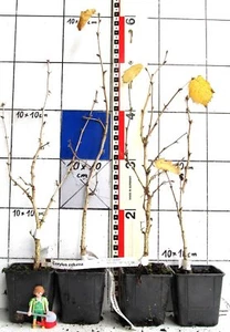 Corylus colurna - Baumhasel / Türkische Haselnuß ( Pflanze ) - Bild 1 von 2