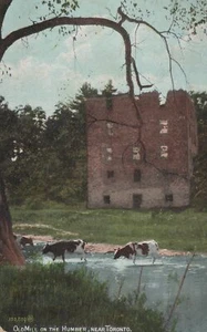 Old Mill on the Humber Near Toronto Canada Holstein Cows Postcard - Picture 1 of 2