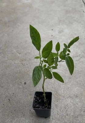 1 Pepino Melon Plant Cutting With Pot 15” Golden Sweet Ginseng Fruit Plant - Image 1 of 4