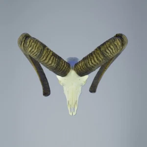 552MU Trofeo de caza de muflon, carnero, urial 81-80cm C. 23cm - Imagen 1 de 4