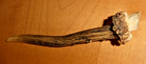 Abwurfstangen - Rehbock Geweih Passstangen gesägt Rehgeweih Krone Deko Hirsch? - Bild 1 von 5