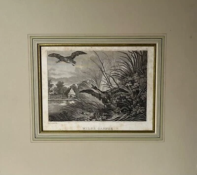 Kupferstich Martin Elias Ridinger 1730-1781 Barock Wilde Gänse Hund Jagd - Bild 1 von 4