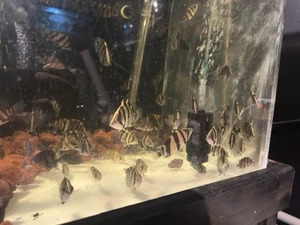 Indo thick 3 bar mix grade B Datnoid. 2-3" Inches Tropical Live Fish Tiger Fish - Picture 1 of 3