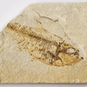 Diplomystus dentatus Fossil Fish - Green River Fm., Kemmerer, WY - Picture 1 of 7