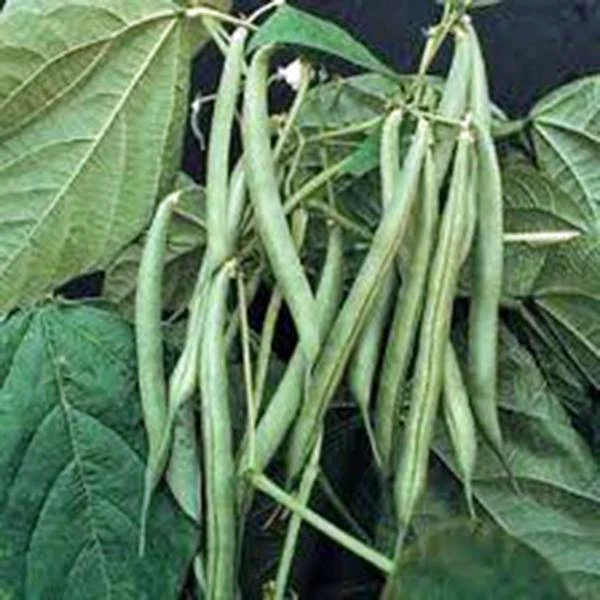 BEAN, BLUE LAKE BUSH GREEN BEAN, HEIRLOOM,  100+ SEEDS,  BEANS, SEED - Image 1 of 1