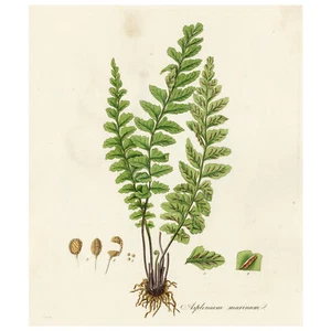 RARE 1777 CURTIS FLORA LONDINENSIS Hand-Color Folio Engraving ASPLENIUM MARINUM - Picture 1 of 6