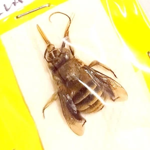 Hymenoptera Apidae : Amegilla sp. - Italia - Imagen 1 de 1