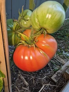 20+ German Giant Tomato Seeds | Big and Juicy |NON-GMO | Potato leaf | Heirloom  - Picture 1 of 2