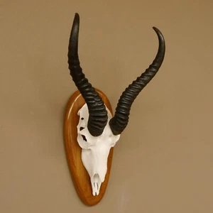 Springbock Antilope Trophée Du Crâne Hl 33 CM Plaquette de Trophée Déco 88.6.100 - Imagen 1 de 10