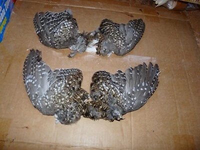 2 hermosas alas abanicadas COLA AFILADA 1 PAR manualidades entrenamiento de perros VENTILADOR NATIVO AFILADO Foto 1 de 4