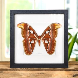 Weiblicher Atlas Taxidermie Mottenrahmen (Attacus Atlas) - Bild 1 von 10