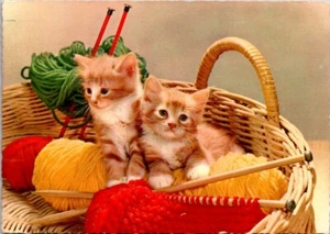 AK orange Kätzchen im Strickkorb Katzen Tiere - Bild 1 von 2