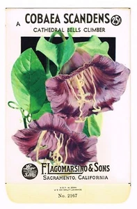 ORIGINAL VINTAGE SAMENPÄCKCHEN BLUMEN UM 1930-1940 SACRAMENTO CORBAEA SCANDENS - Bild 1 von 1
