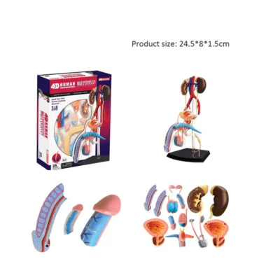 Modelo de ensamblaje de anatomía humana medicina enseñar molde de órgano reproductivo masculino femenino Foto 1 de 4