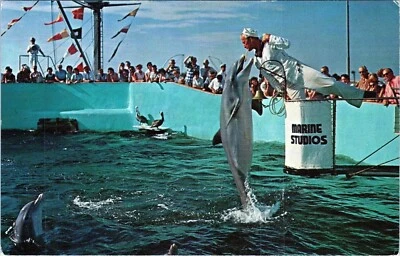 Postal Feeding Time Marineland Florida S-30073-16 sin publicar Foto 1 de 2