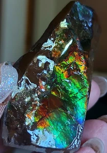 Ammolite Ammonite tabletop Display Piece 64.5x33.5x24mm 17919 - Picture 1 of 5