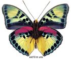 Schmetterling Nymphalidae - 1x montierter Männchen RARCE Euphaedra extensa (gut A1-)