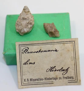 Schnecke, Pleurotomaria sp., Jura, Sinemur, Hierlatz, Österreich -f493 - Picture 1 of 7