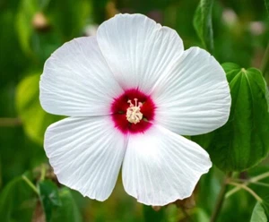 Dwarf Hardy Hibiscus 'Luna White' - Live Plant in 4" Pot - Hardy to Zone 5!! - Picture 1 of 5